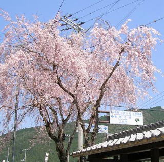 本宮大社前の枝垂れ桜