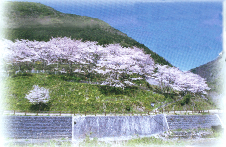 広川ダム周辺の桜